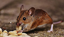 24 Hour & Emergency Exterminators in E Berkshire, VT
